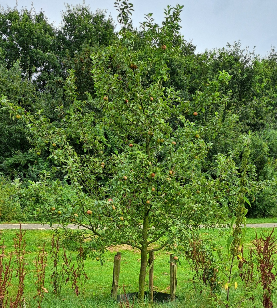 Appelboom