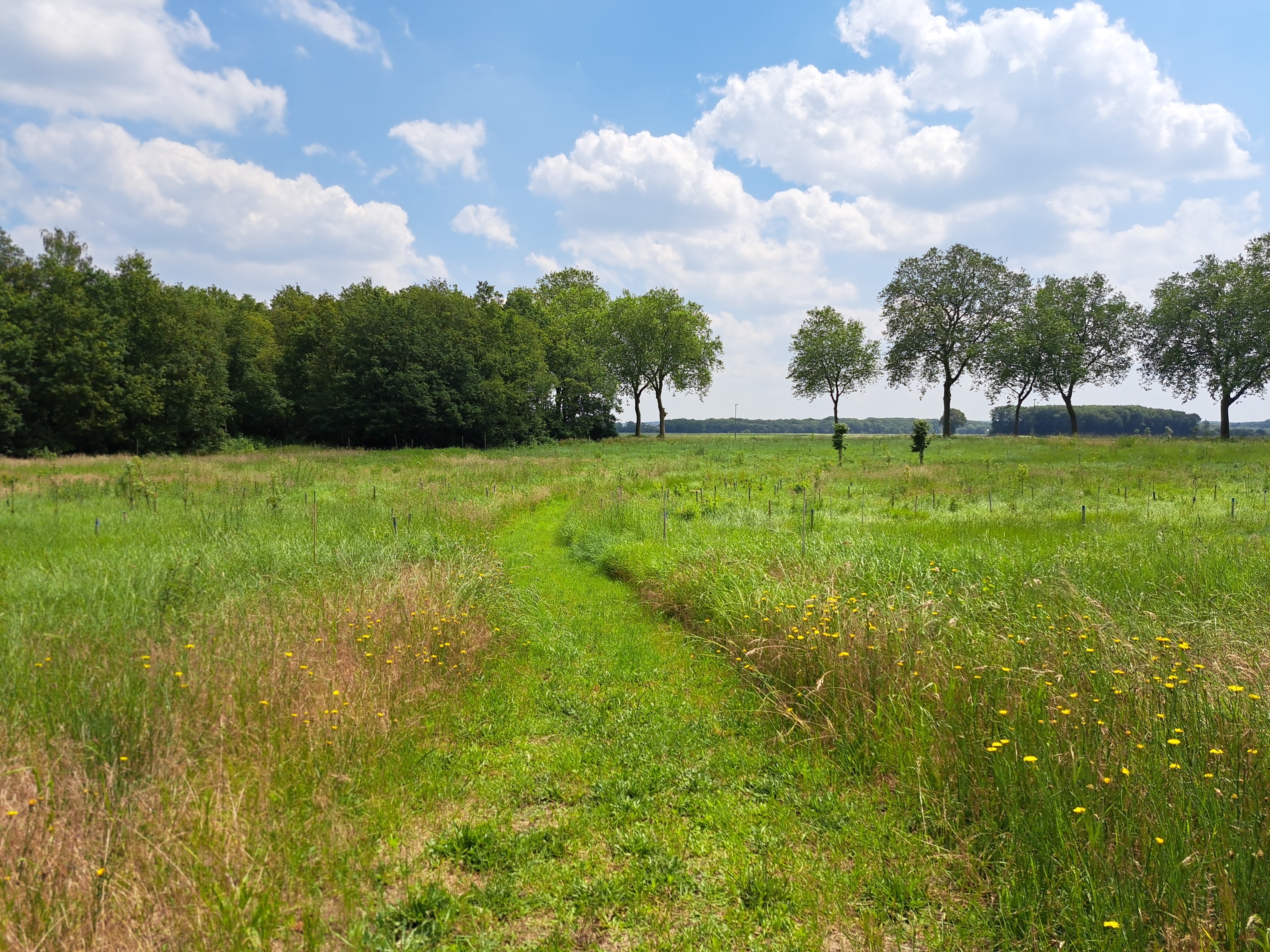 Foto van het Voedselbos Beesel