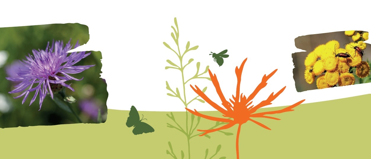 Bloemen met illustraties van planten en insecten