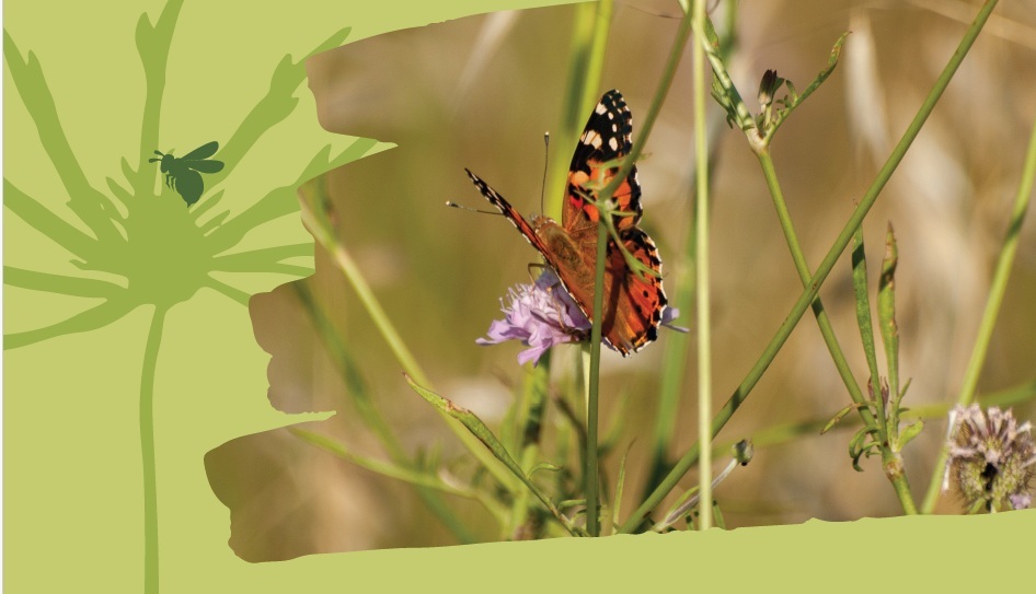 Vlinder in gras op een bloem