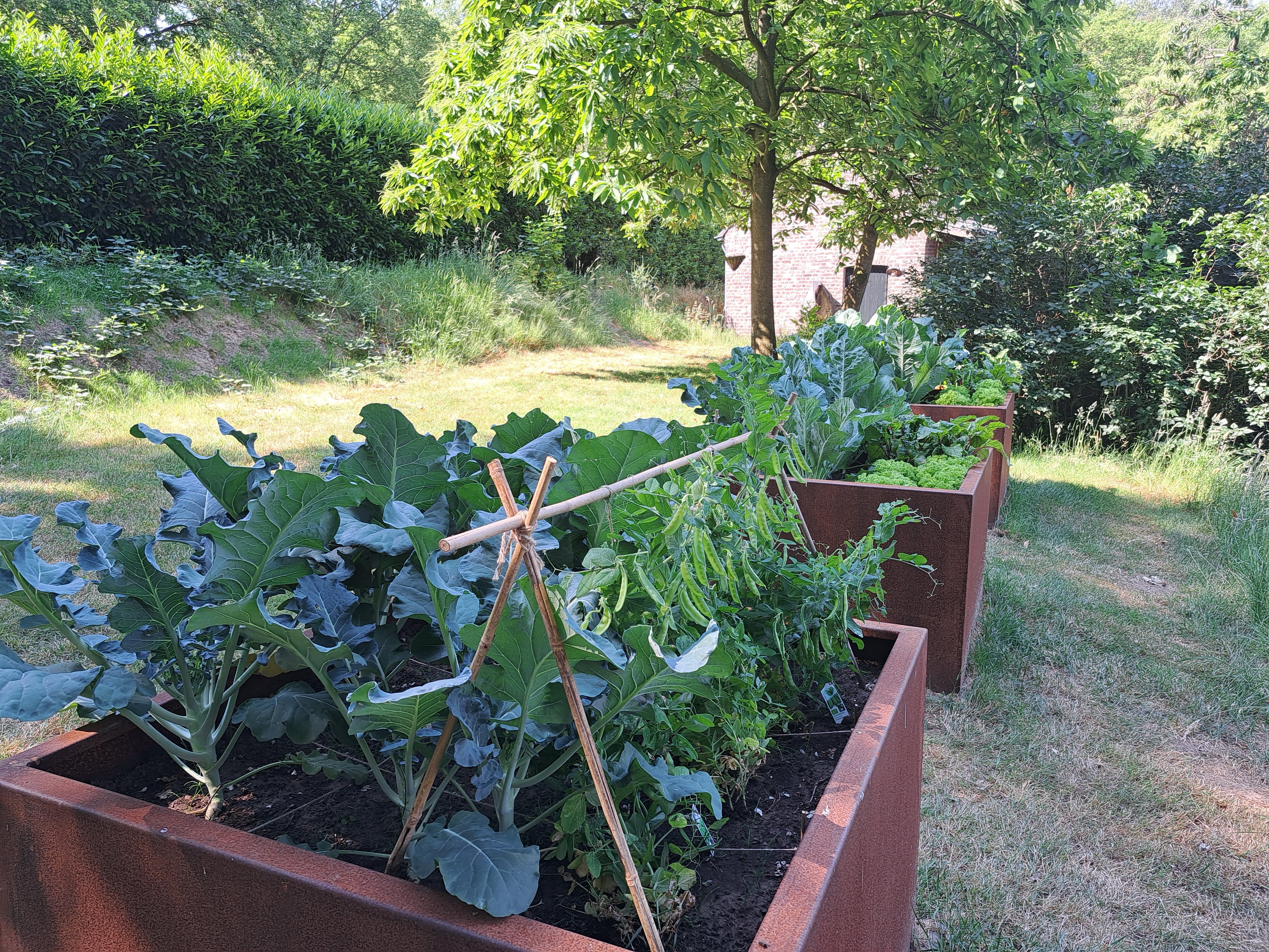 Moestuin vol met groenten en kruiden